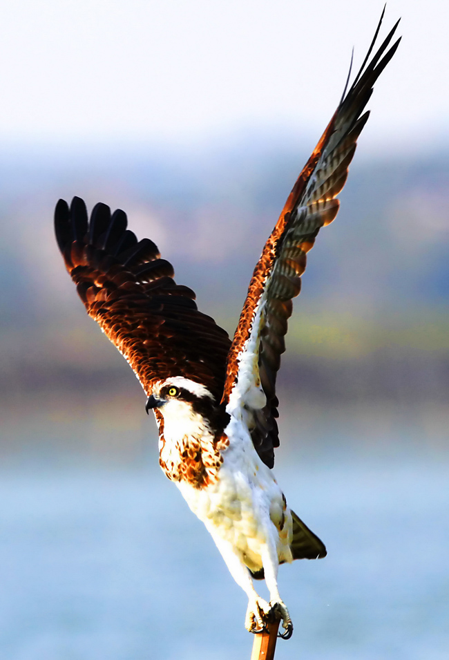 仙山湖中的鱼鹰