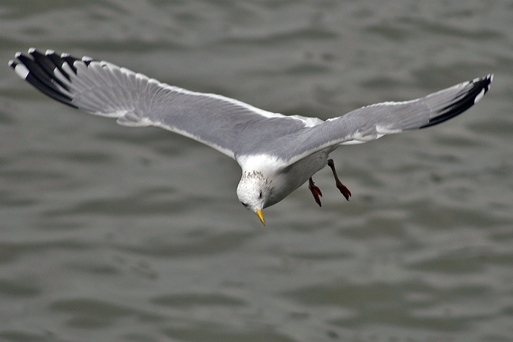 灰背鸥 - 水鸟版 鸟网