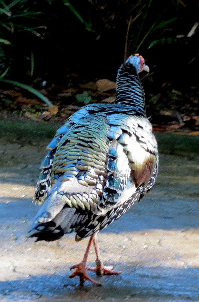 请教鸟名1眼斑火鸡meleagrisocellata