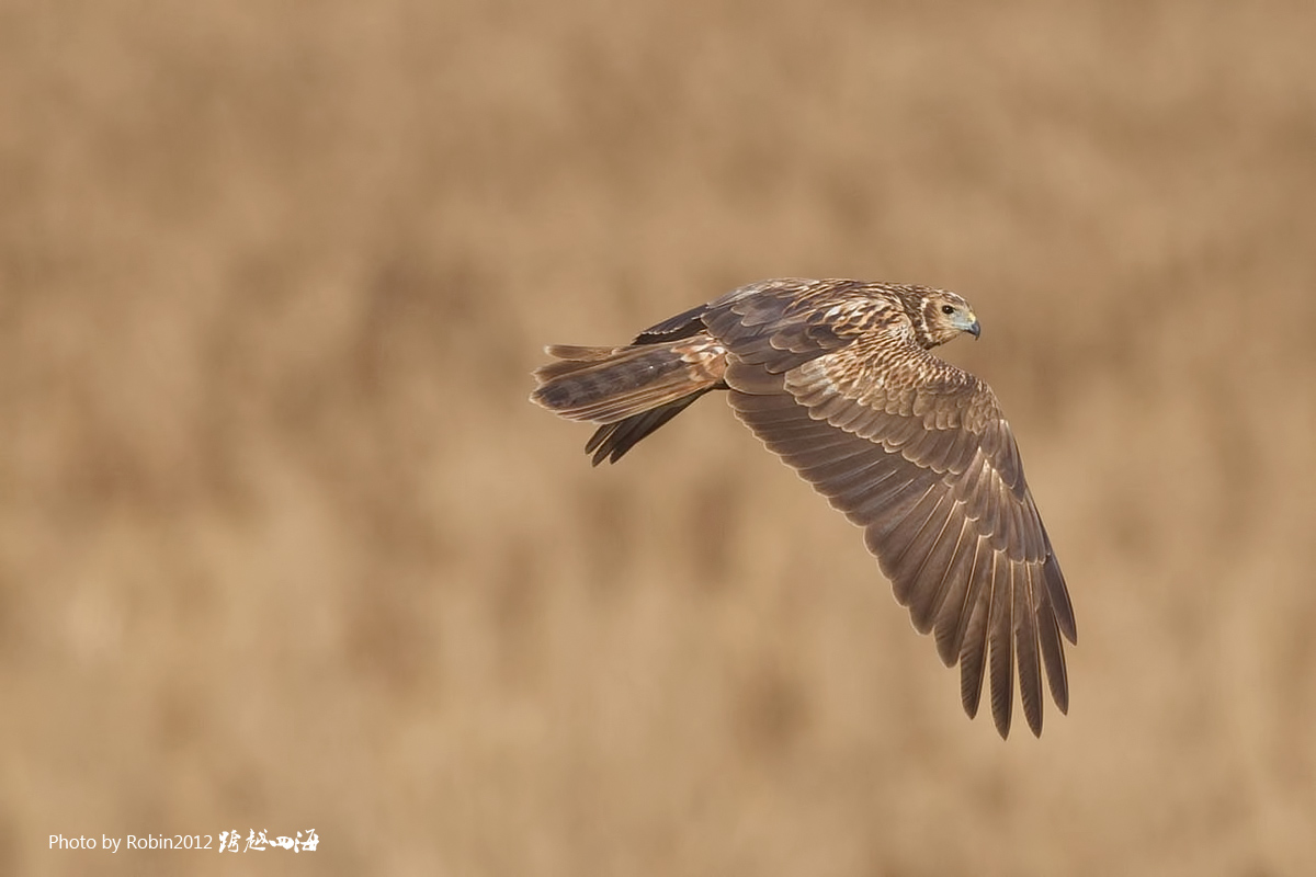 白尾鹞今天拍的收获