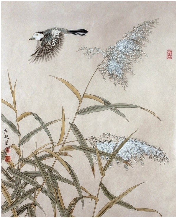 "捕捉"白头翁鸟