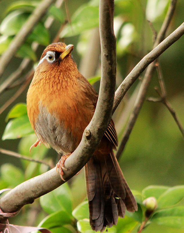 桂林植物园的画眉鸟