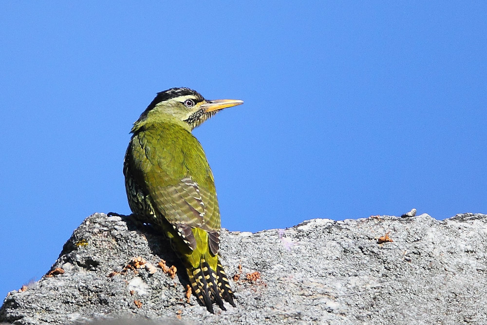鳞腹绿啄木鸟 scaly-bellied woodpecker