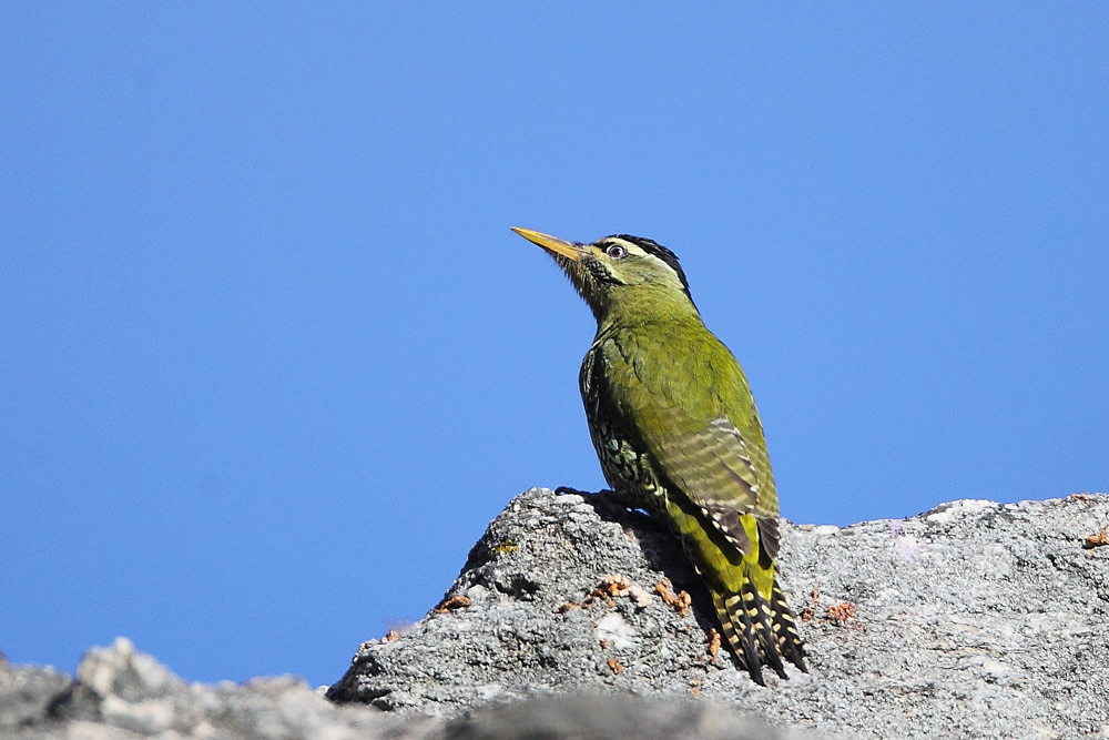 鳞腹绿啄木鸟 scaly-bellied woodpecker