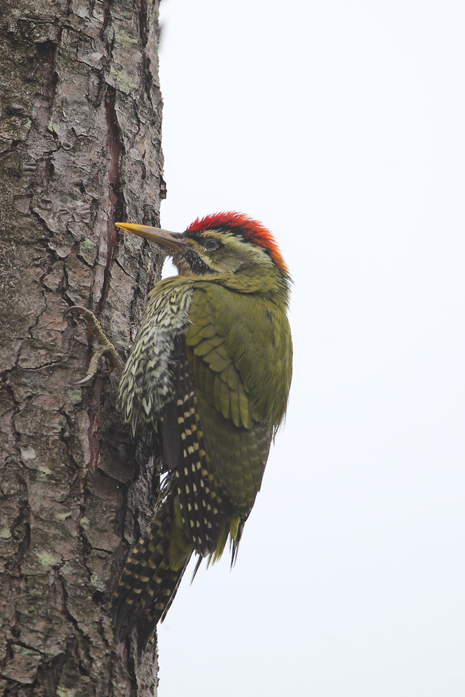 鳞腹绿啄木鸟 scaly-bellied woodpecker