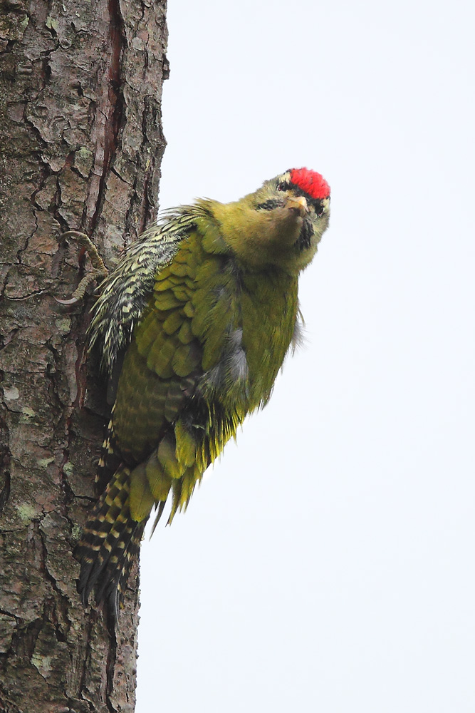 鳞腹绿啄木鸟scalybelliedwoodpecker