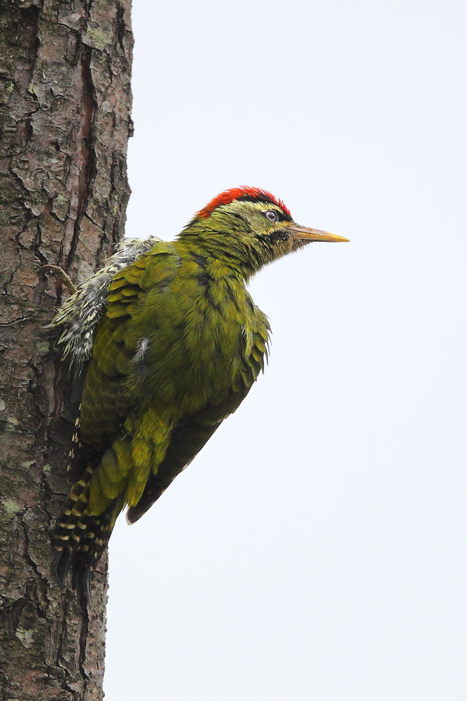 鳞腹绿啄木鸟 scaly-bellied woodpecker