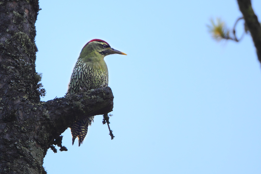 鳞腹绿啄木鸟 scaly-bellied woodpecker