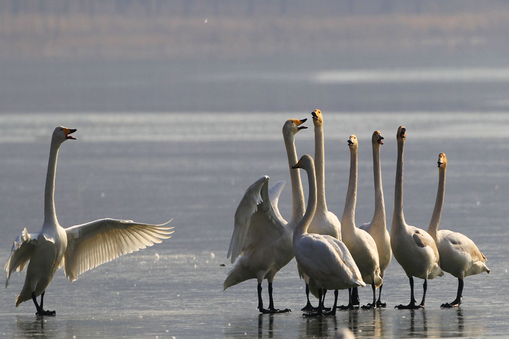 引吭高歌的白天鹅