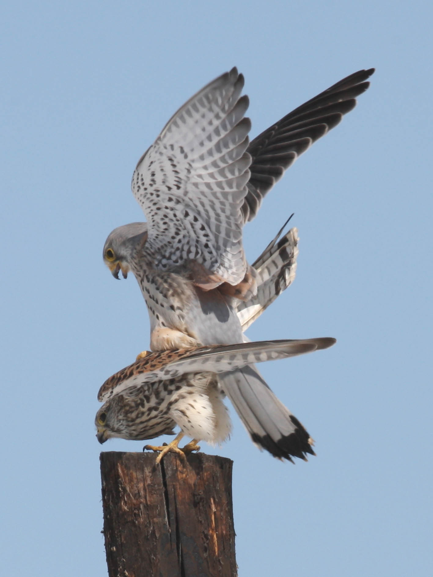 猎隼拍摄于托里县大草原2