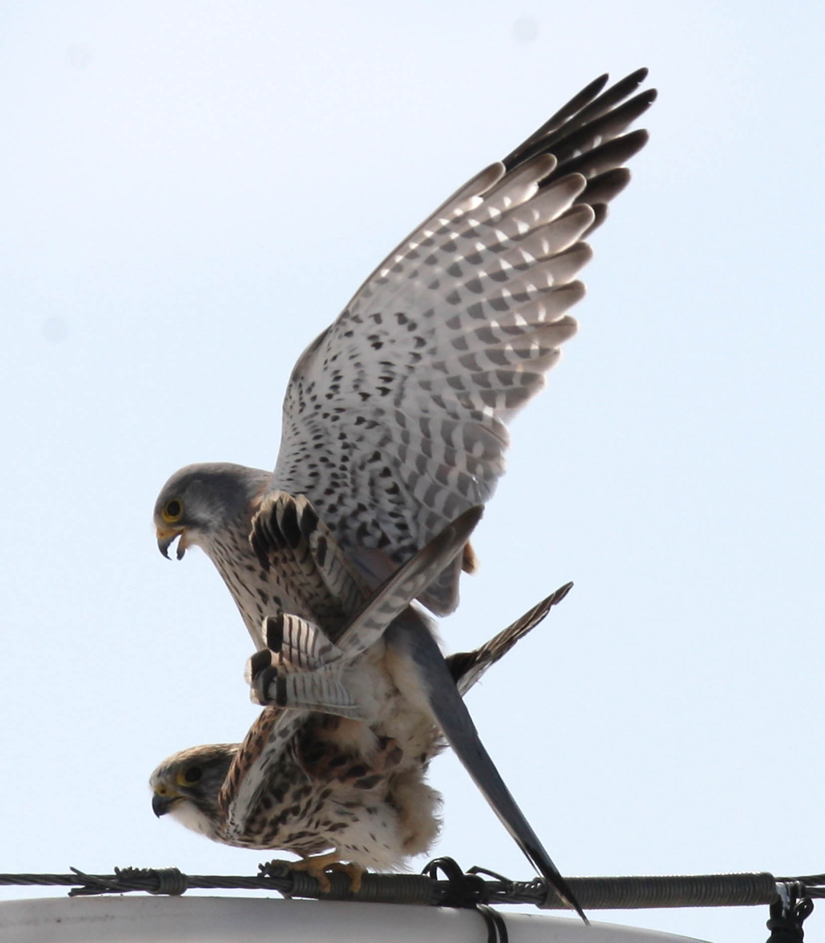 猎隼拍摄于托里县大草原2