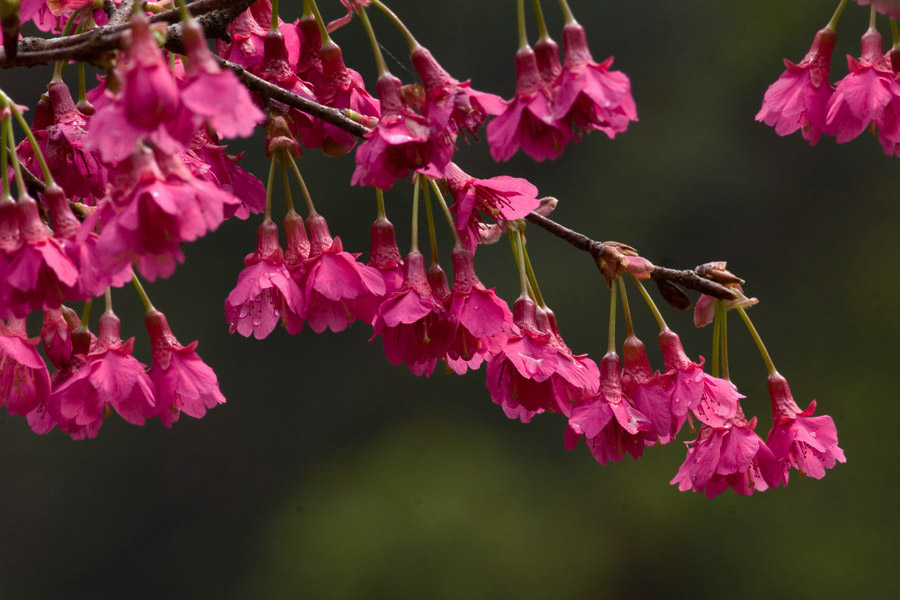 山樱花盛开的季节
