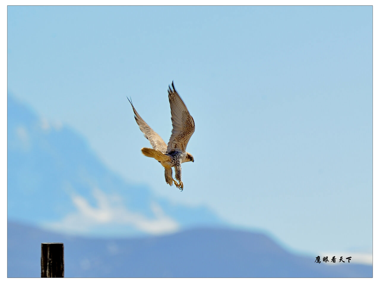 向往神鹰 辽宁版 liaoning 鸟网