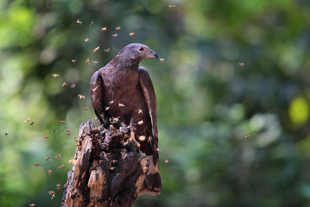 (凤头蜂鹰)【蜂的山峰-蜂鹰】