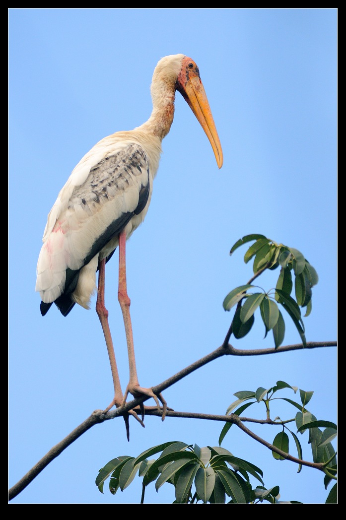 池鹭支持百分百纯天然鸟摄欢迎跟帖