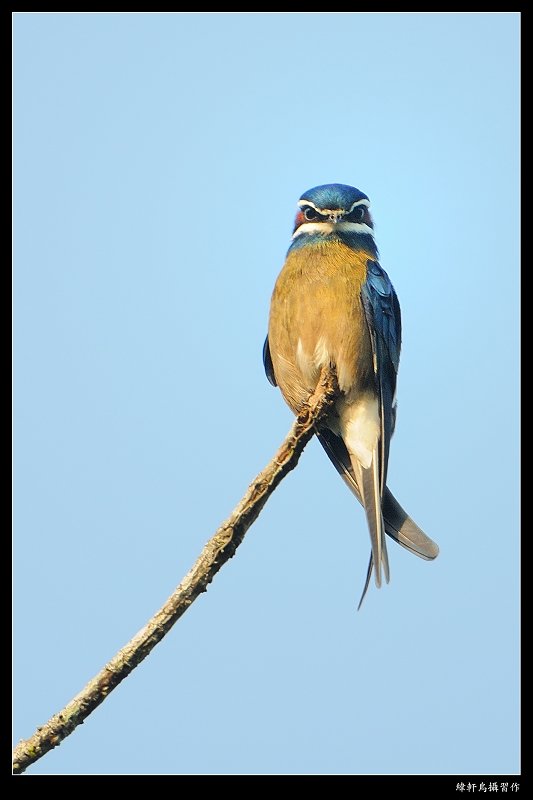 池鹭支持百分百纯天然鸟摄欢迎跟帖