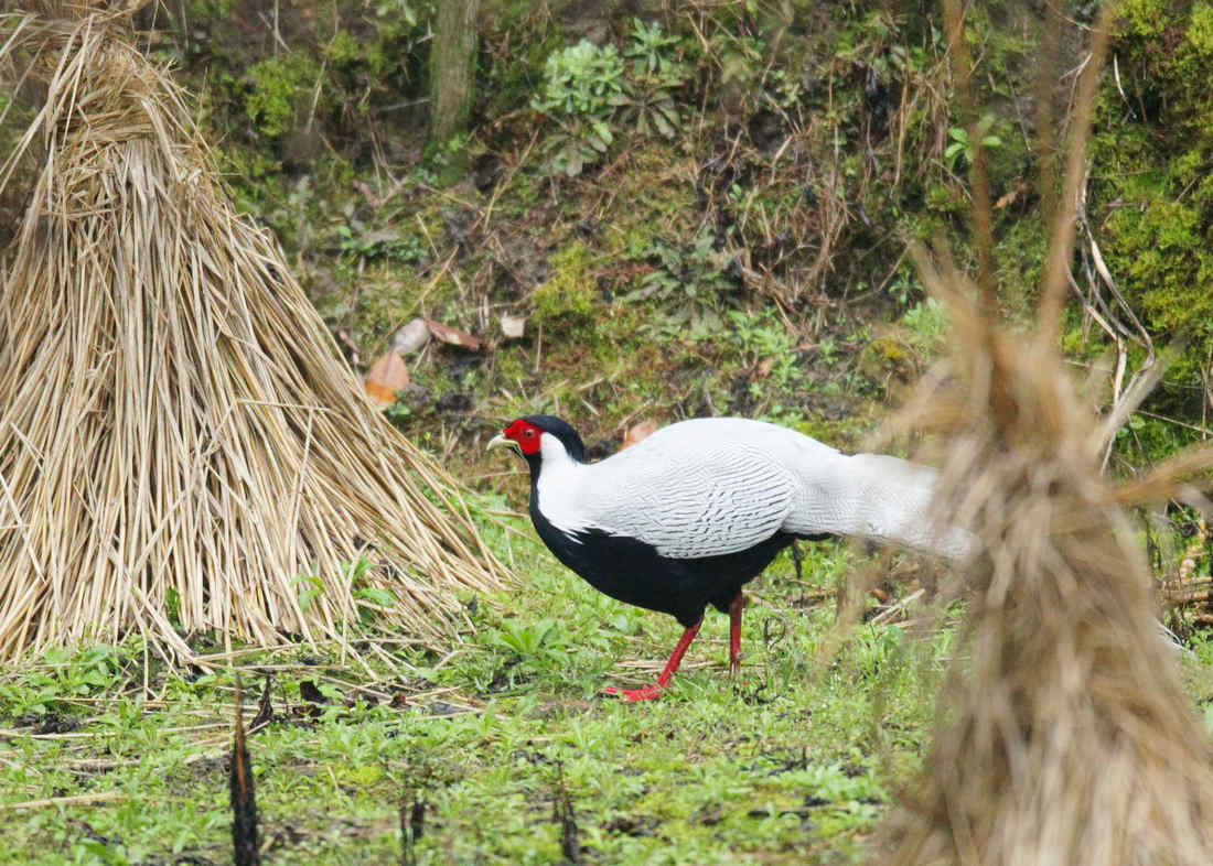 【祝贺老爷子,绿水青山等来浙江成功拍到白鹇】
