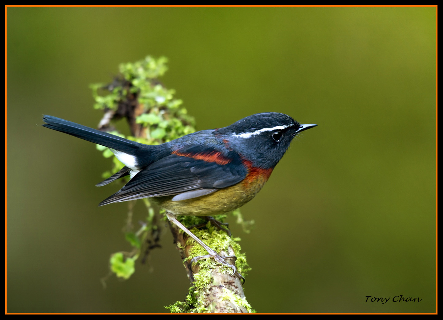 (台湾林鸲)~~~栗背林鸲~~~