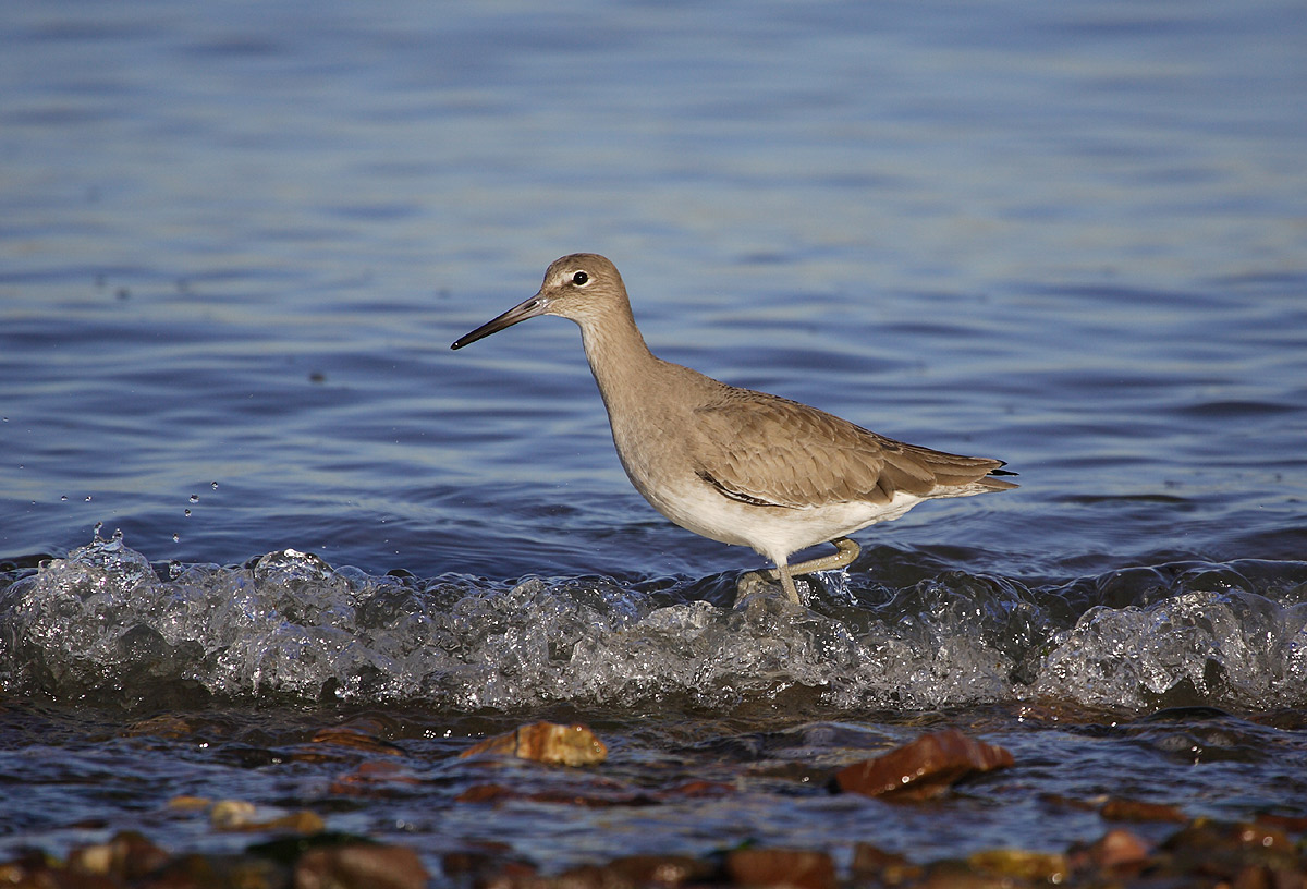涨潮时微浪下的半蹼白翅鹬willet