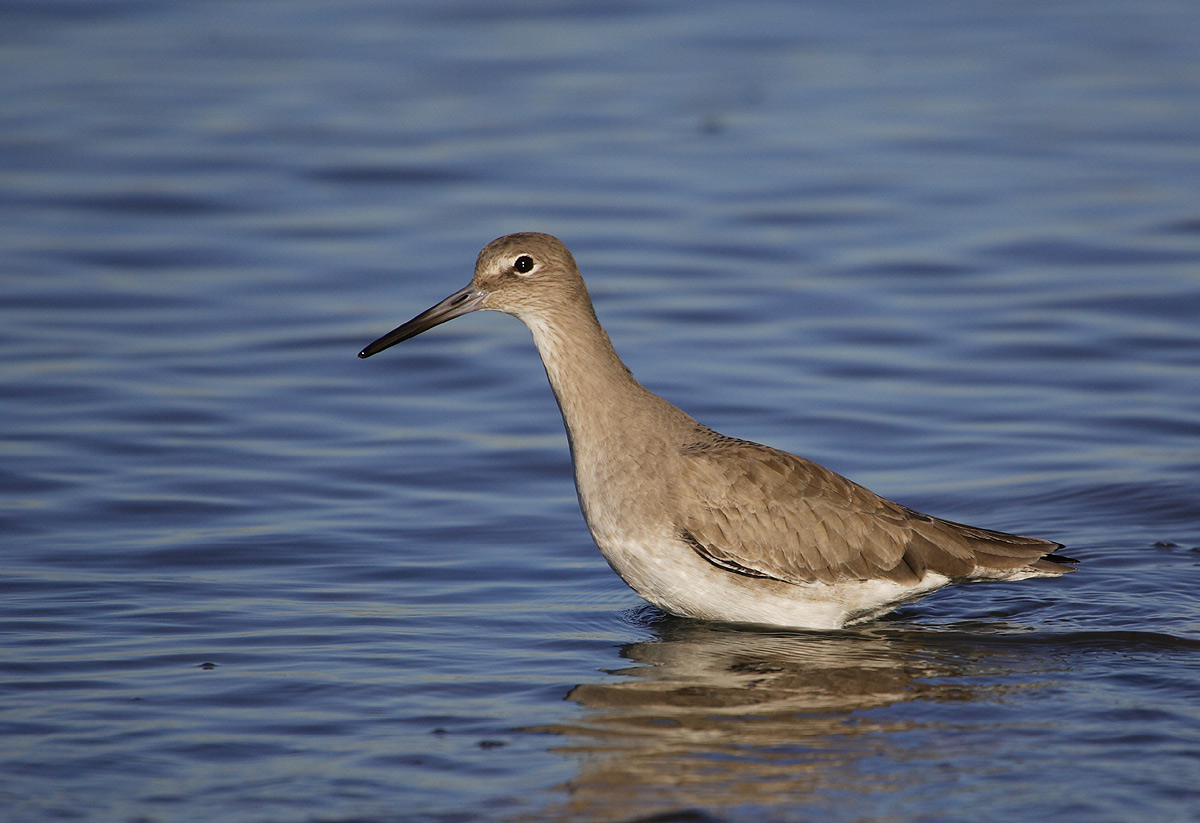 涨潮时微浪下的半蹼白翅鹬willet