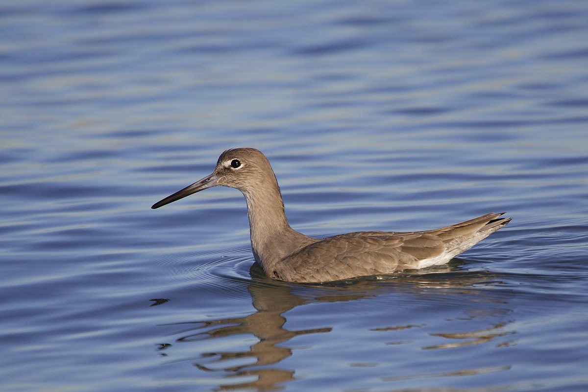 涨潮时微浪下的半蹼白翅鹬willet