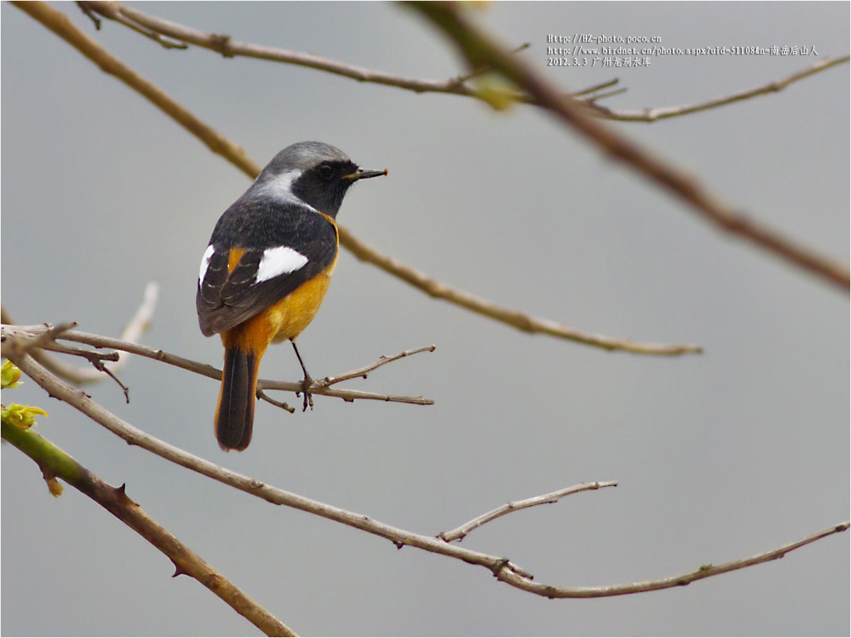 橙腹叶鹎和北红尾鸲 - 林鸟版 forest birds 鸟网