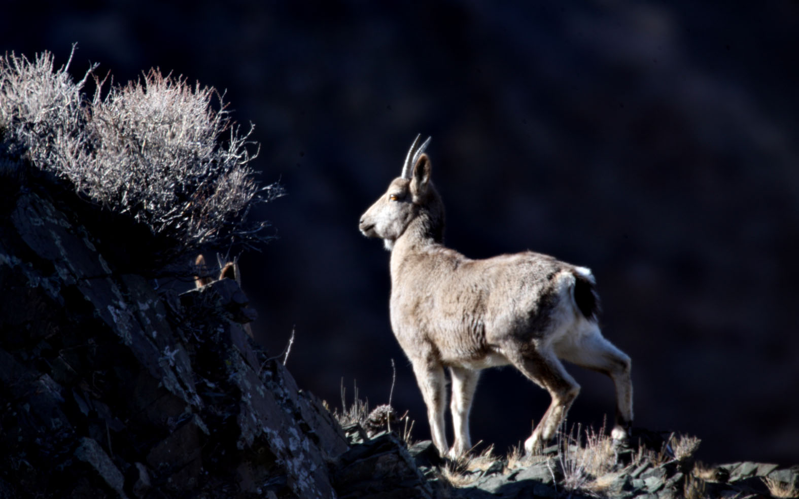 野生动物北山羊盘羊