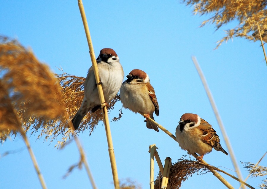 没鸟了发几只叽叽喳喳的麻雀