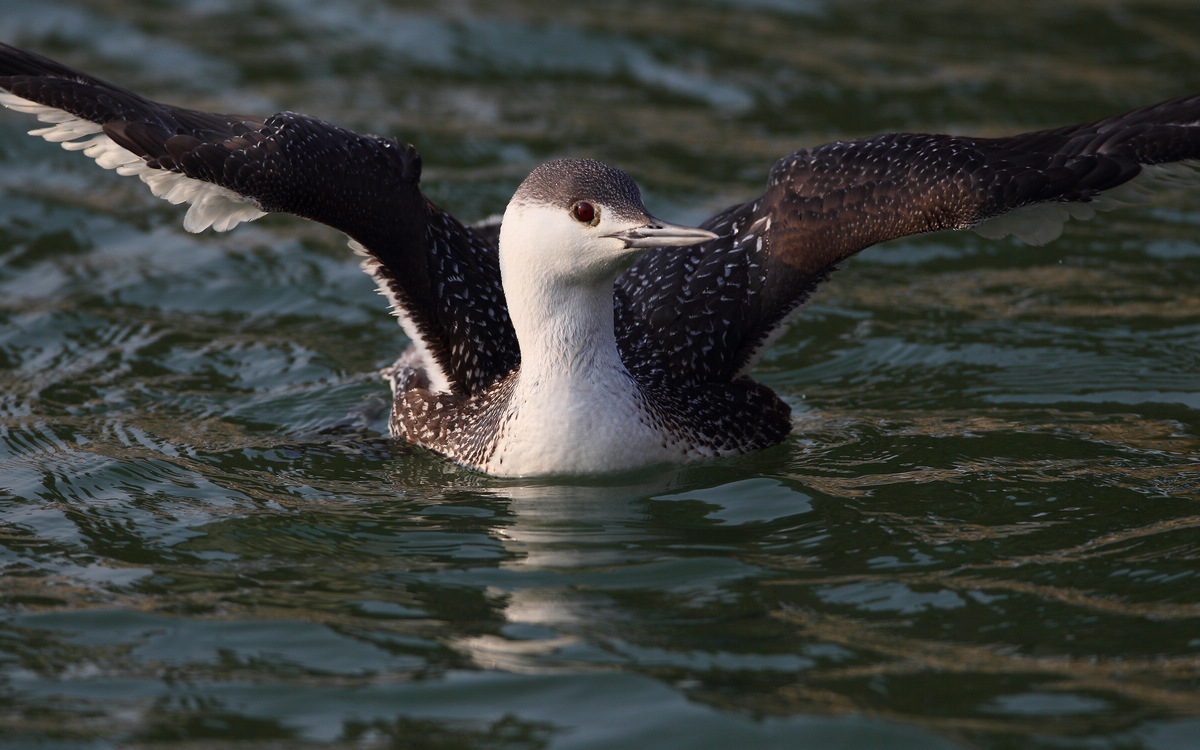 (红喉潜鸟)厦门拍红喉潜鸟