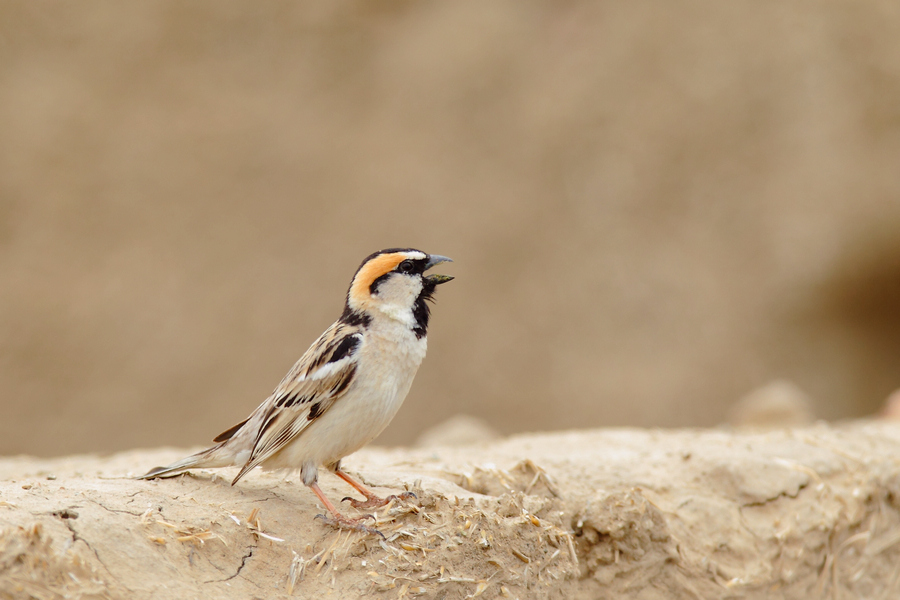 新疆---黑顶麻雀