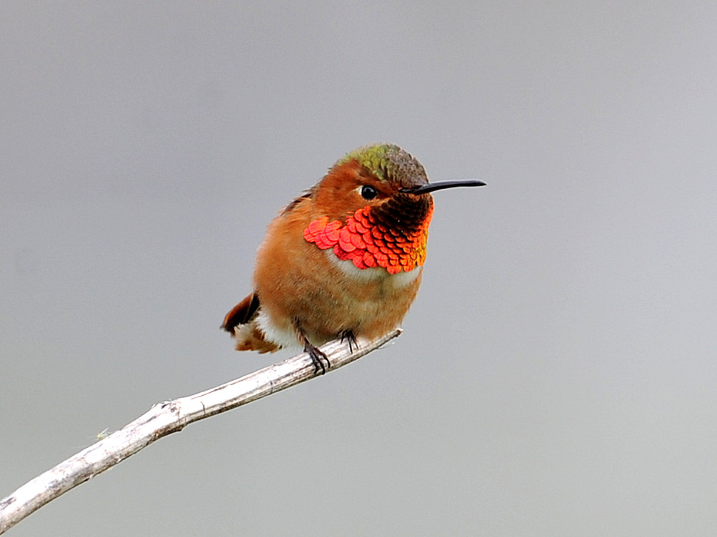 美丽的艾氏蜂鸟.
