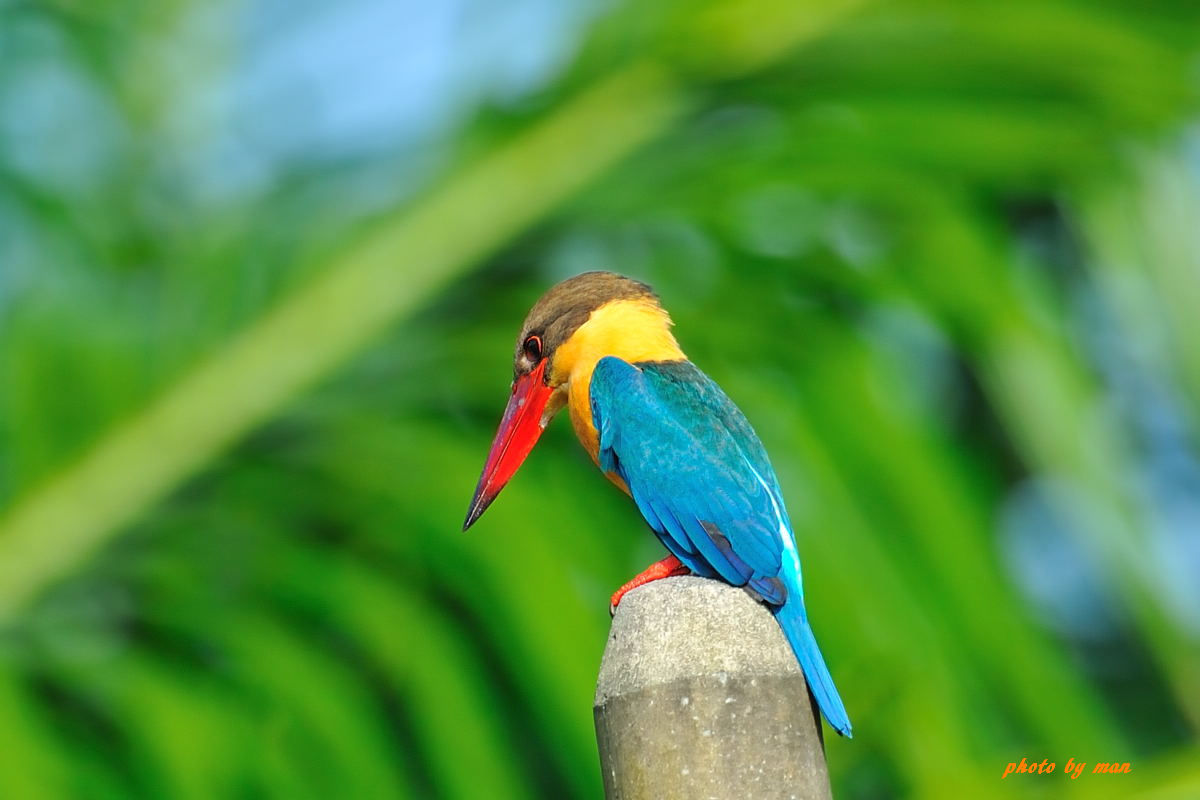 鹳嘴翡翠-stork-billed kingfisher