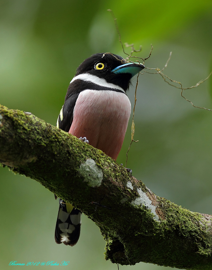 (黑黄阔嘴鸟)~~~黑黄濶嘴鸟