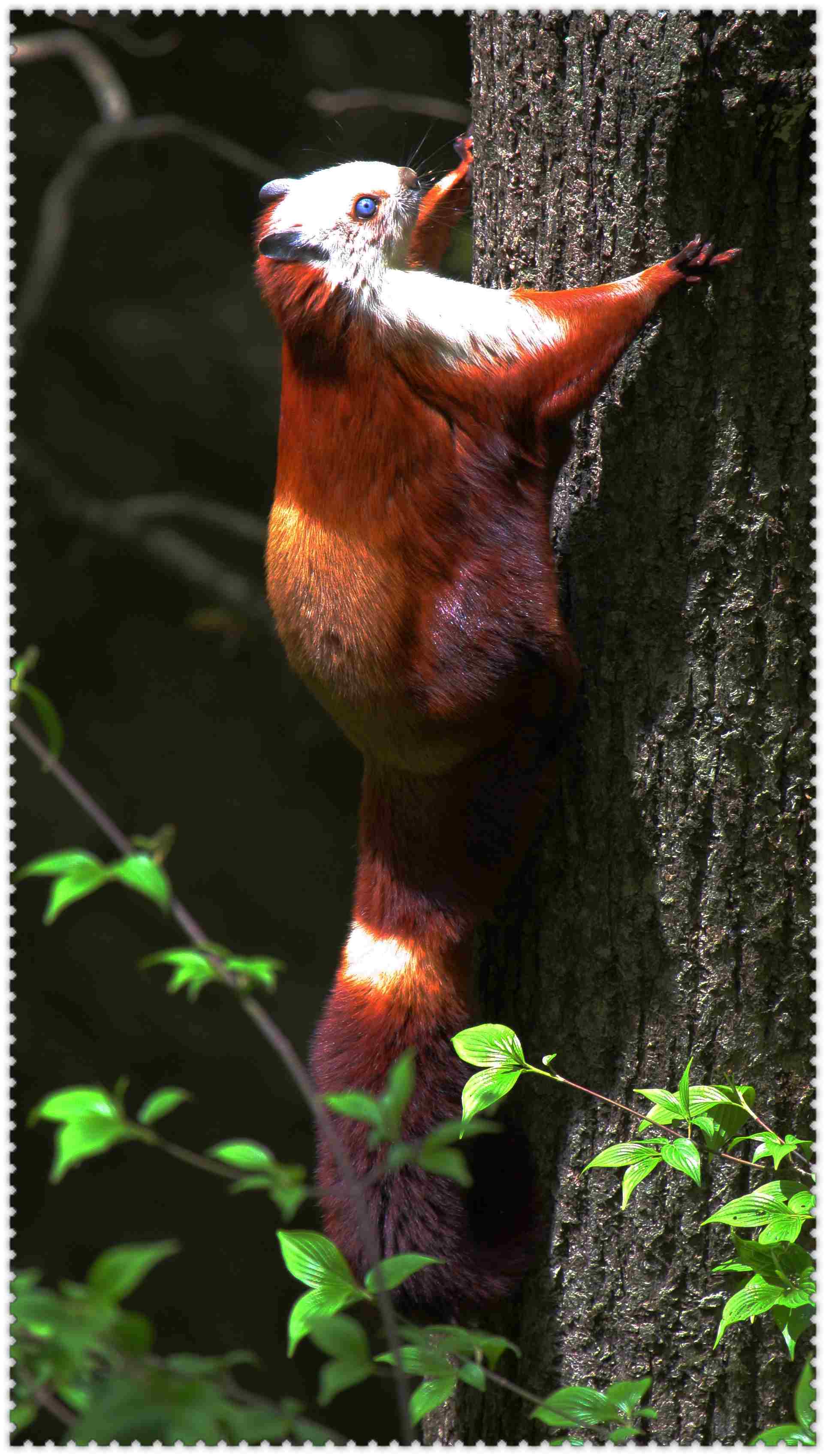 惊艳-秦岭山中的鼯鼠