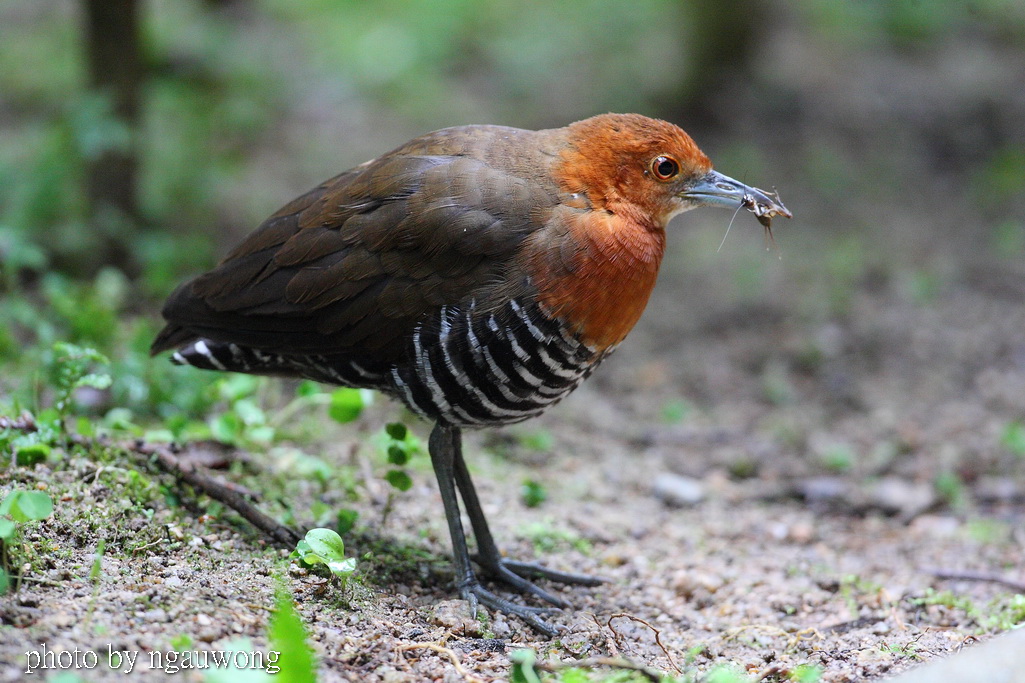 首次拍白喉斑秧鸡