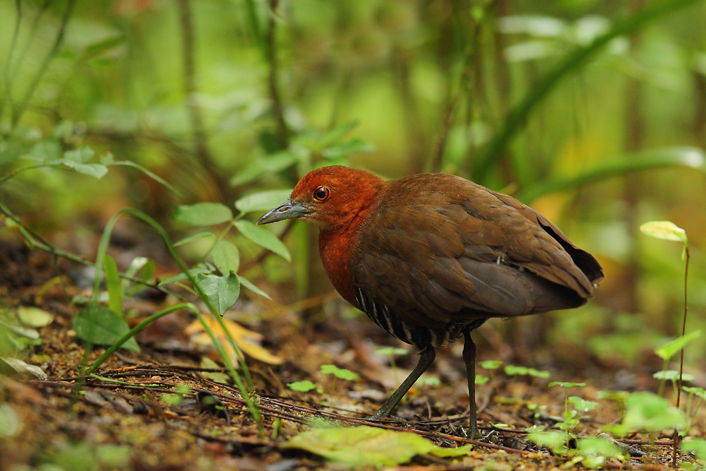白喉斑秧鸡白喉斑秧鸡开始筑巢啦