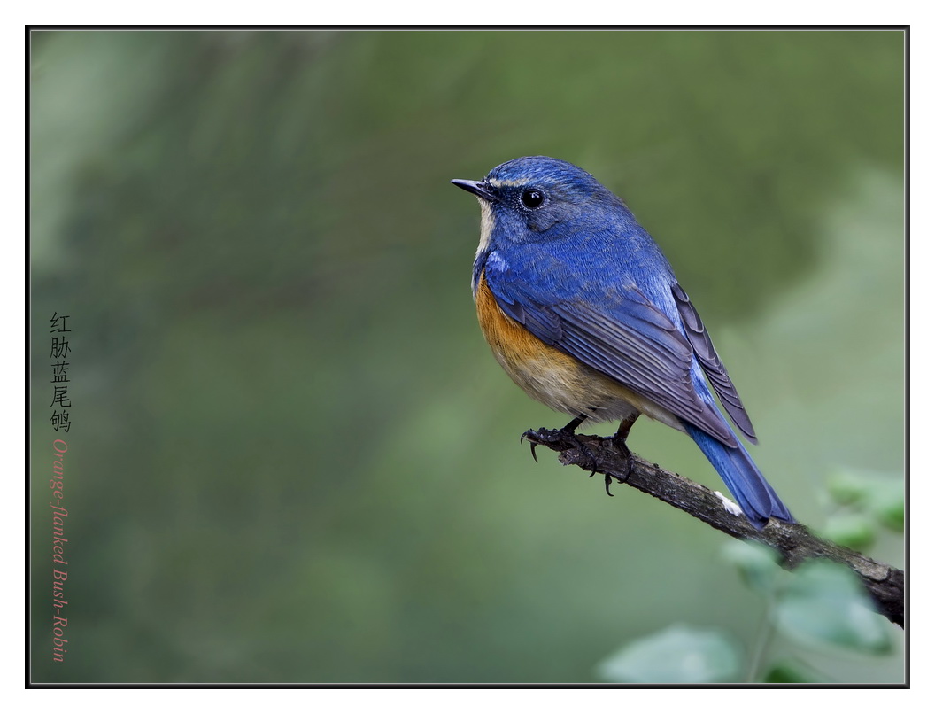 俺也凑热闹发一组蓝色鸟