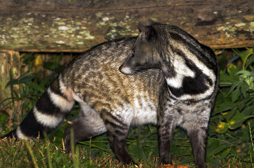 大灵猫 large indian civet (viverra zibetha)