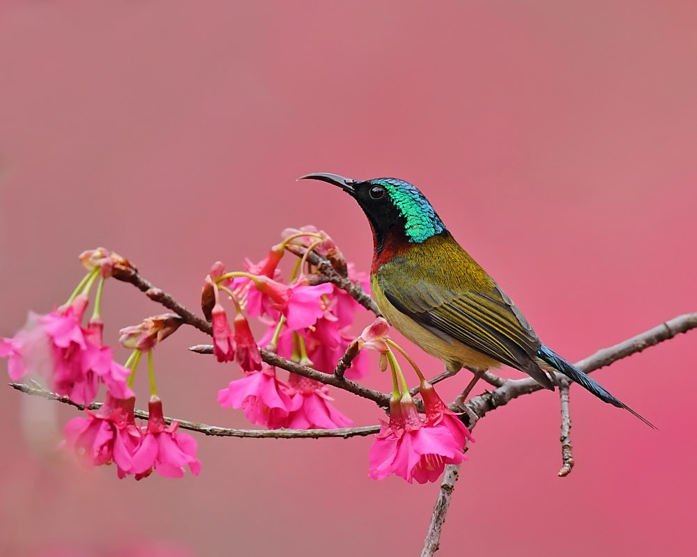 花鸟图--叉尾太阳鸟