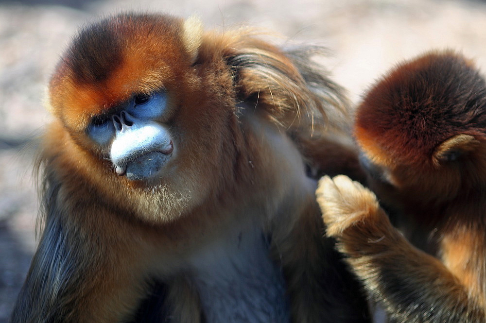 四川金丝猴 - 野生动物版 鸟网