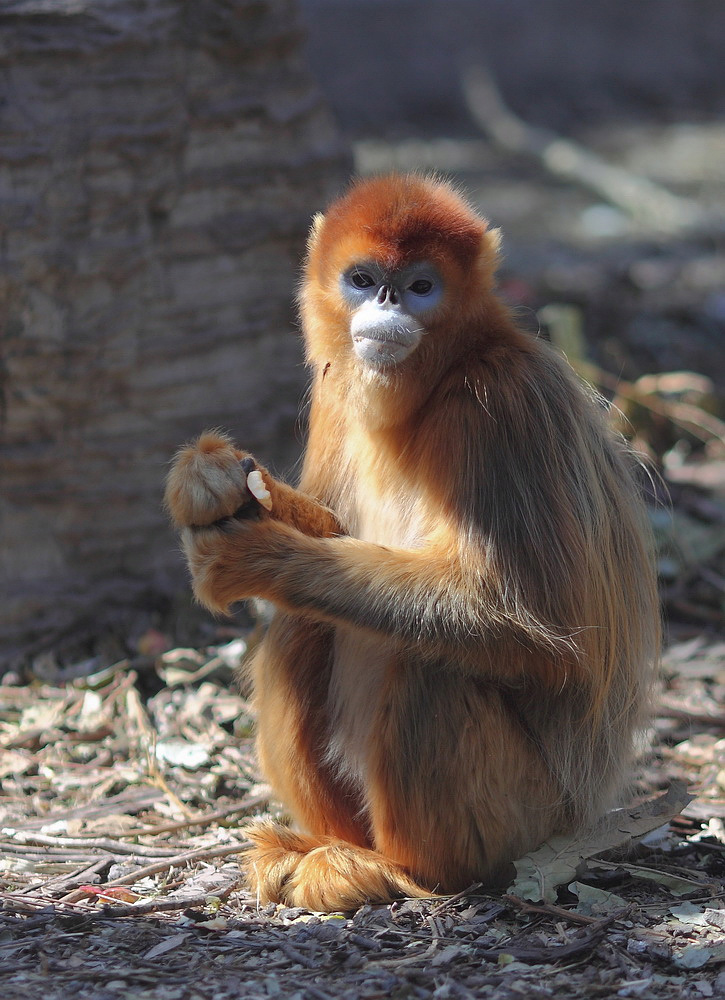 四川金丝猴 - 野生动物版 鸟网