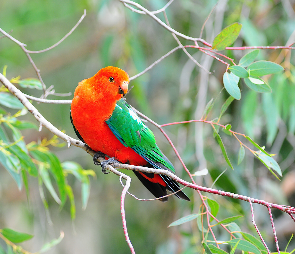 野生鹦鹉大荟萃!