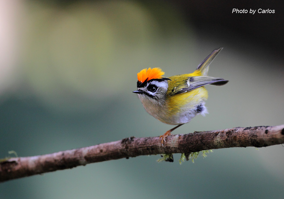 (火冠戴菊)~愤怒鸟