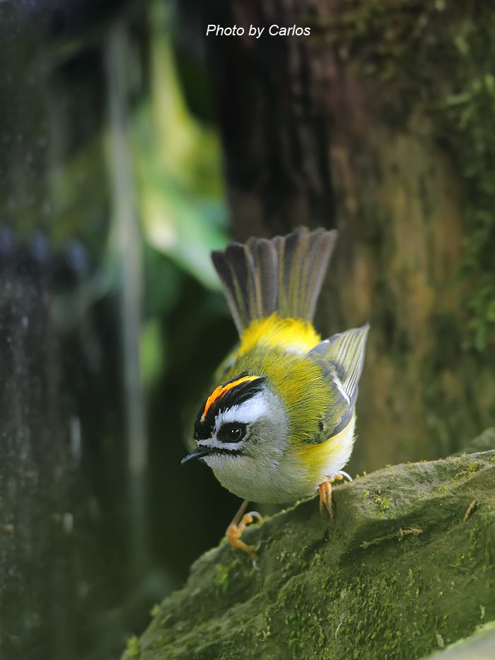 (火冠戴菊)~愤怒鸟