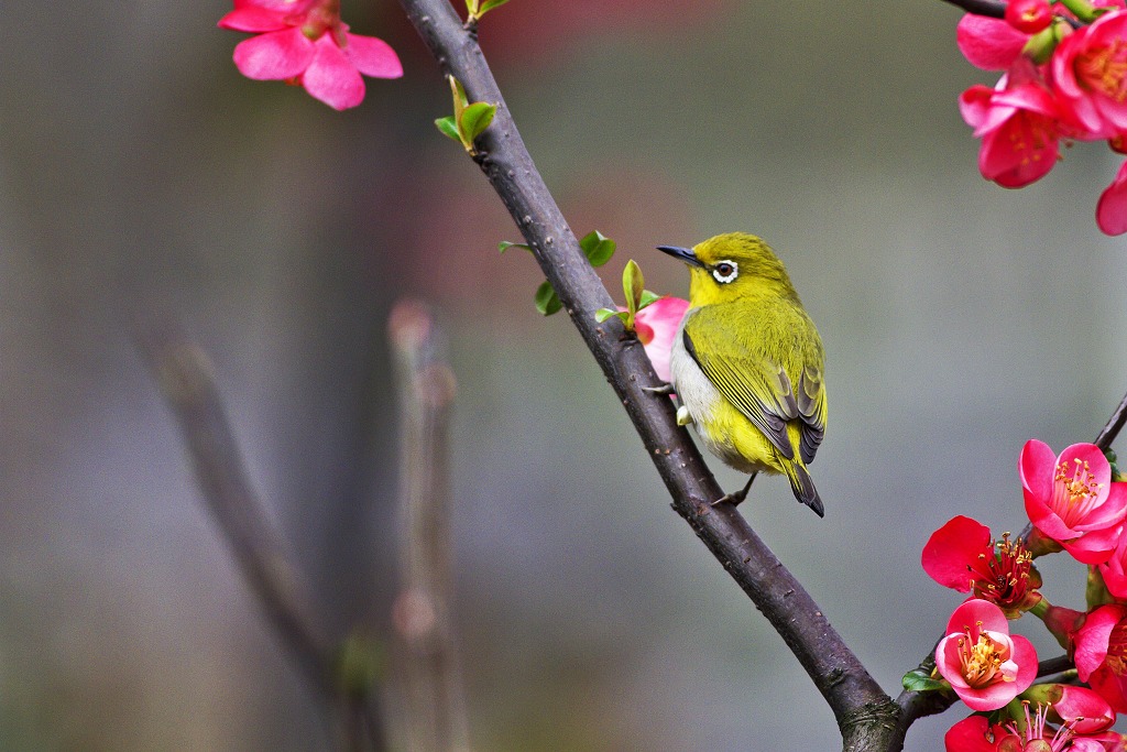 花與鳥