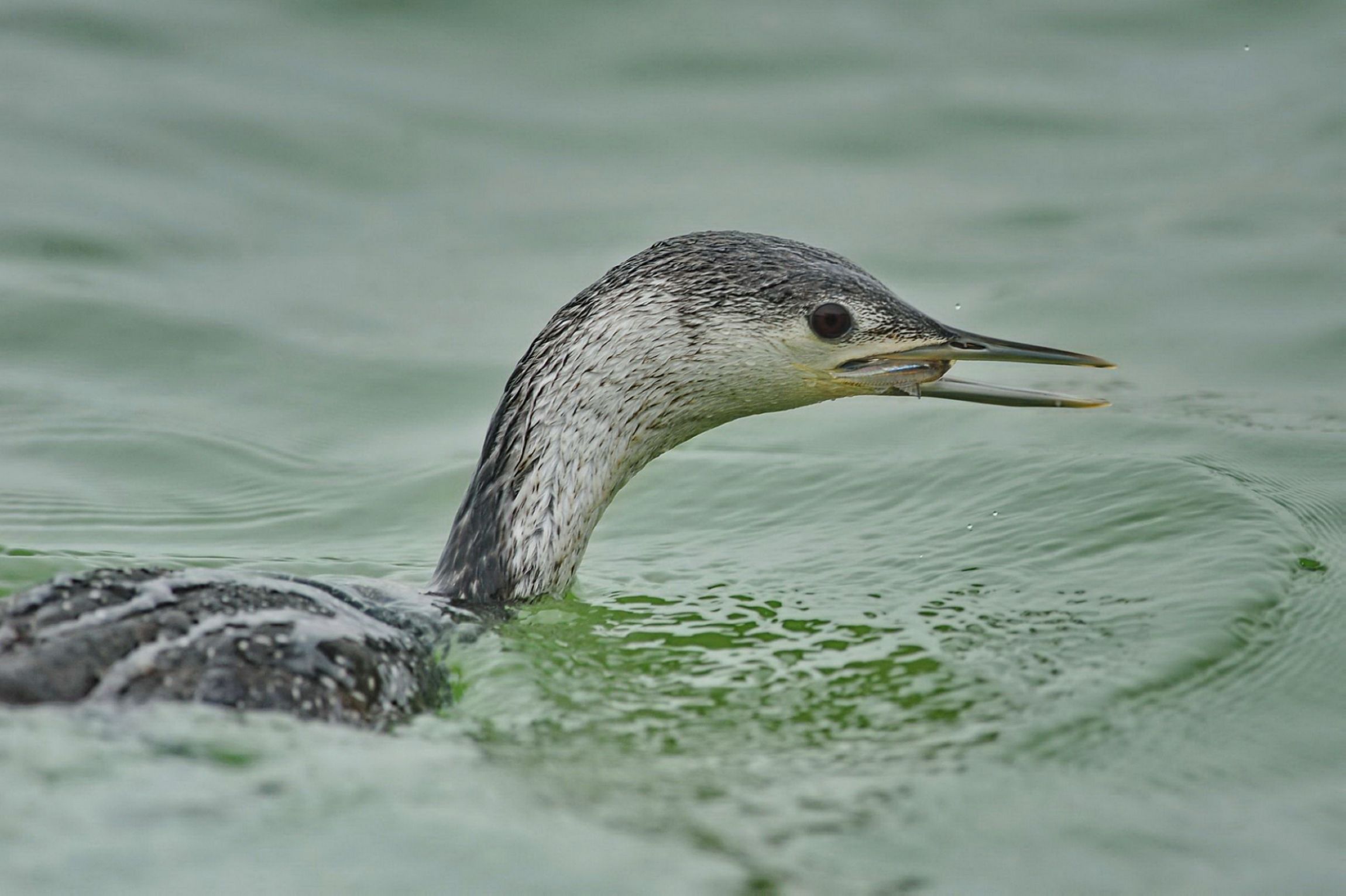 红喉潜鸟--来年见!