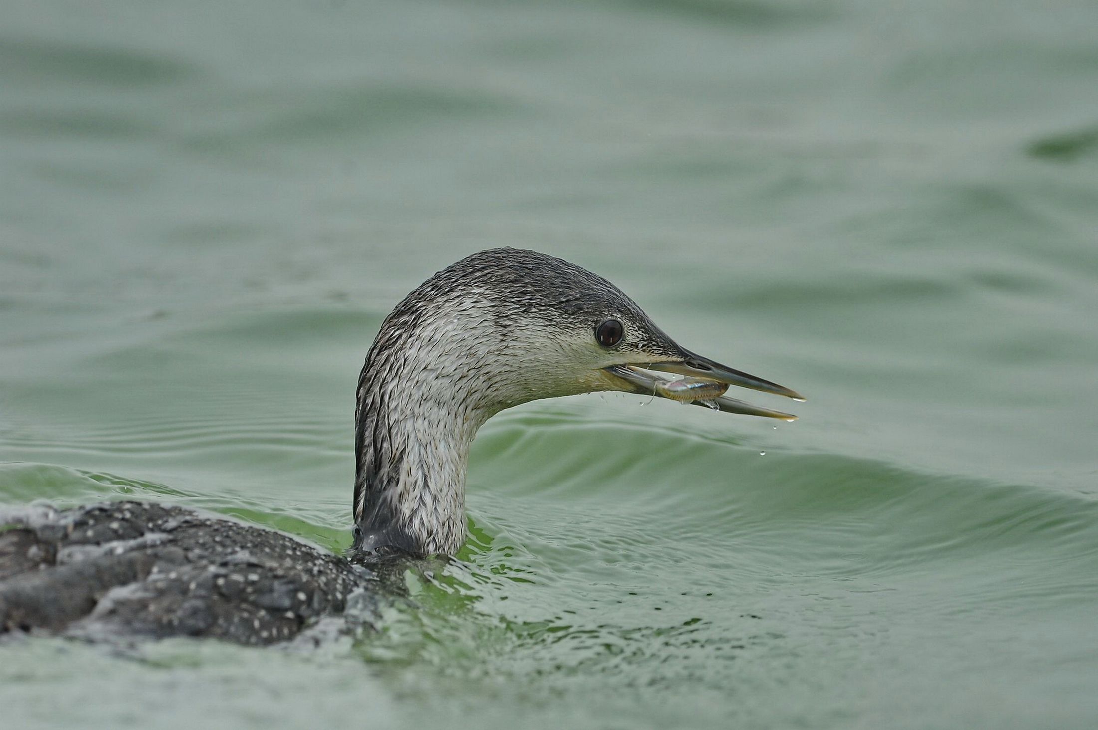 红喉潜鸟--来年见!