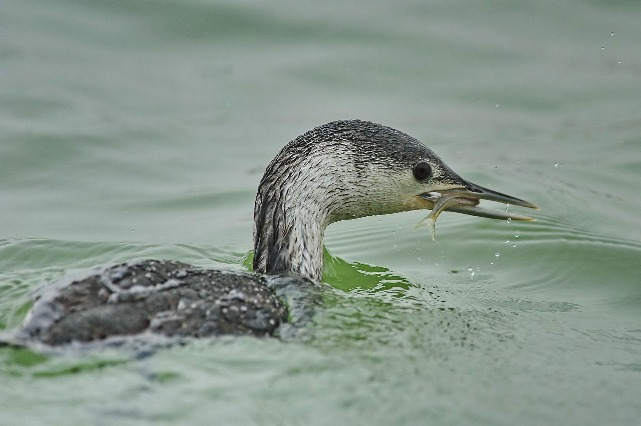 红喉潜鸟--来年见!
