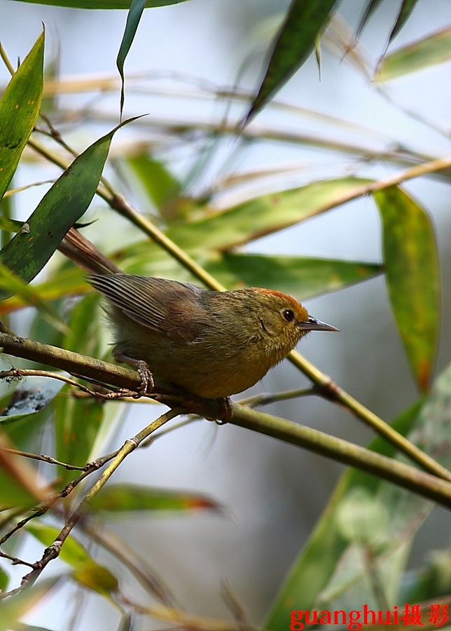 红头穗鹛,棕脸鹟莺