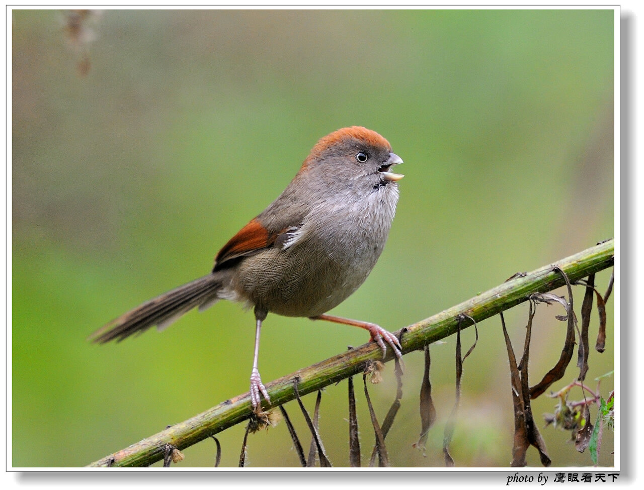 菜鸟也疯狂——灰喉鸦雀